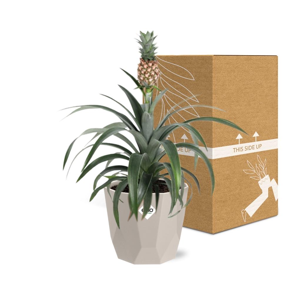 Ananas Mi Amigo in ELHO b.for rock 14 cm warm grey
