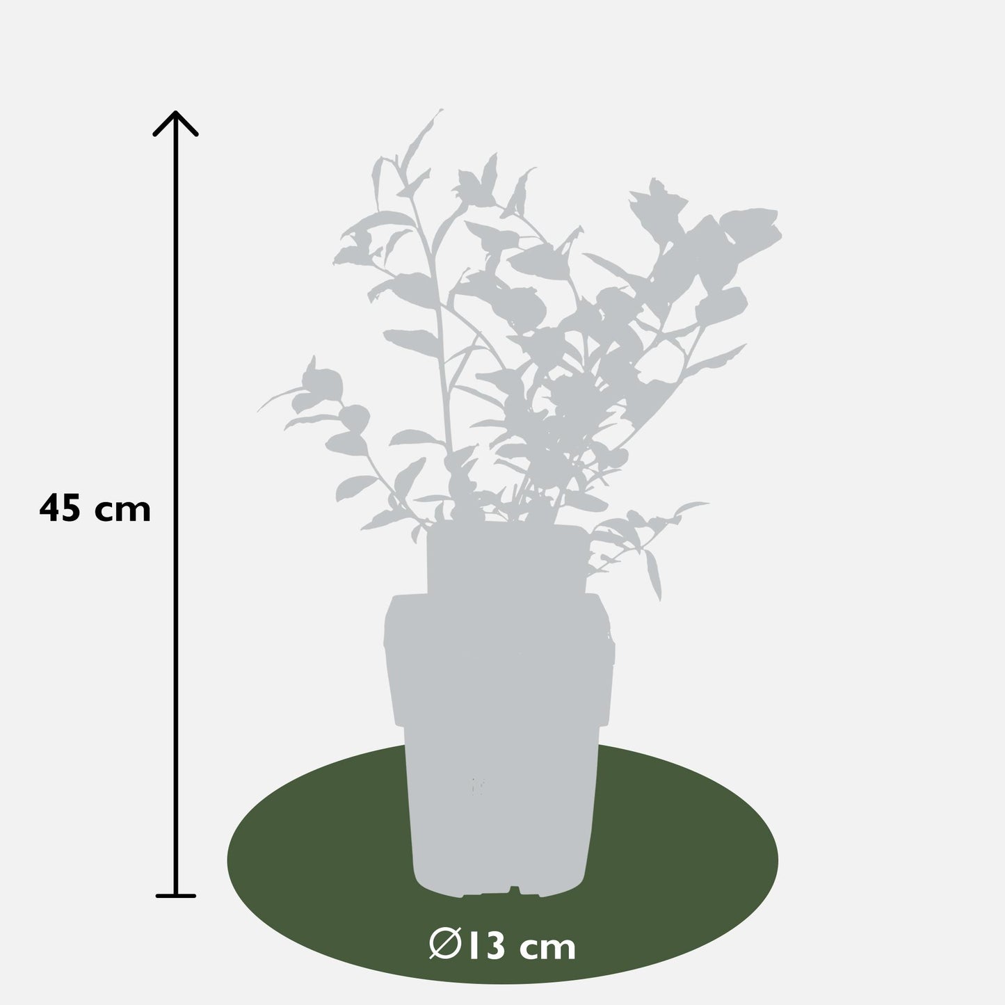 Vaccinium corymbosum 'Reka' - Ø13cm - ↕45cm
