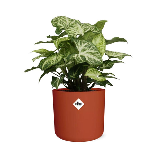 Syngonium Arrow in ELHO b.for soft rond 14cm brique