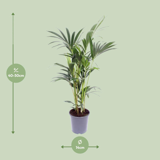 Howea Forsteriana 2 Per Pot - Ø14cm - ↕50cm