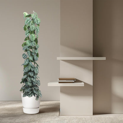 Efeutute 'Trebie' am Rankgitter – 160 cm dekorative Zimmerpflanze