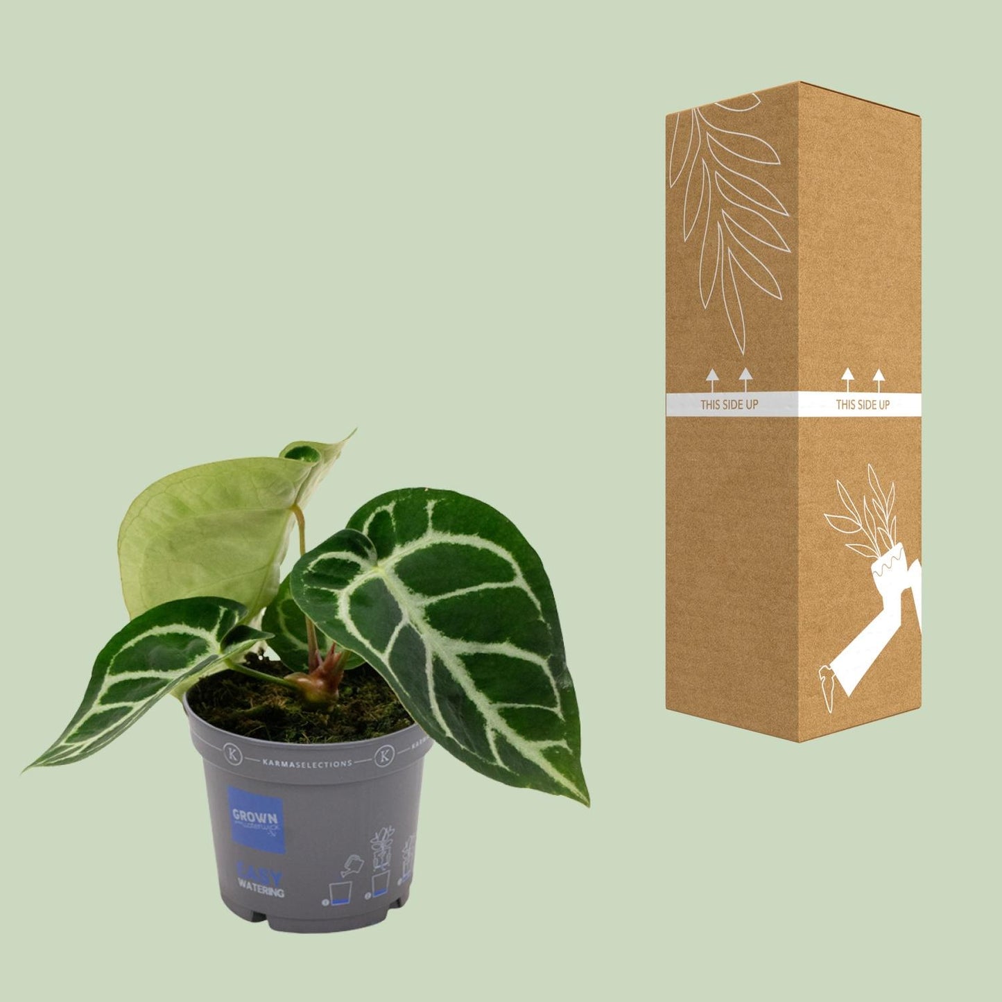 Anthurium Clarinervium - Ø12cm - ↕20cm