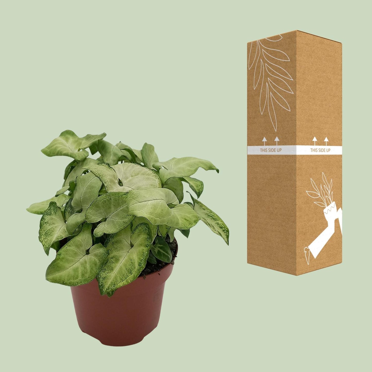 Syngonium 'White Butterfly' - Ø13cm - ↕25cm