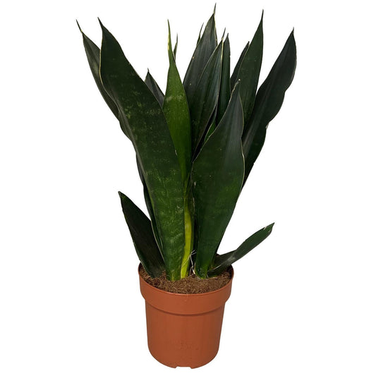 Sansevieria Black Diamond 3pp - Ø17cm - ↕60cm