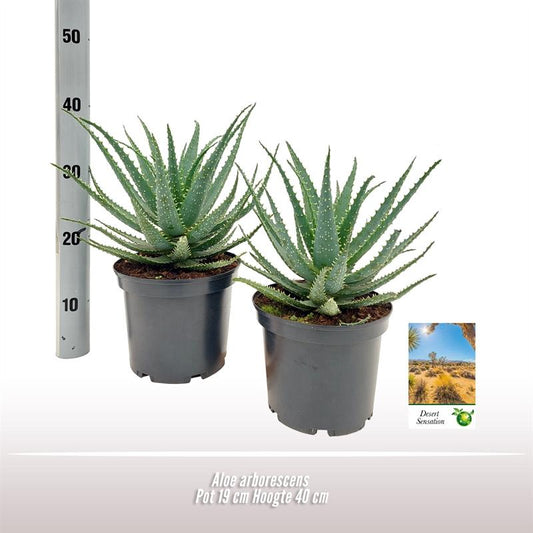 Aloe Arborescens - Ø19 ↕35