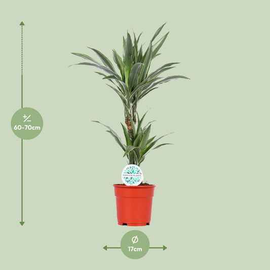 Dracaena Warneckei - Ø17cm - ↕65cm
