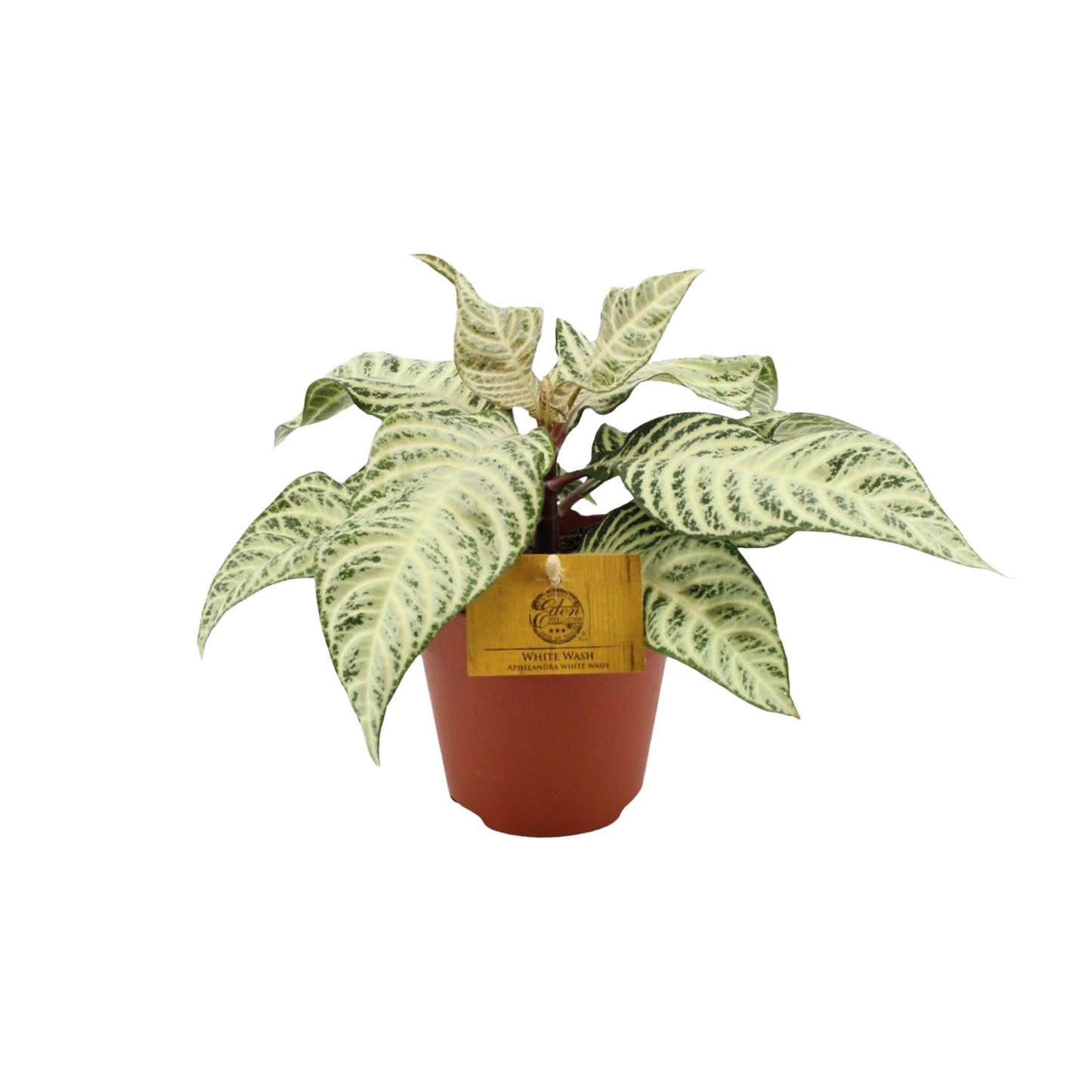 Aphelandra White Wash - Ø25cm - ↕12cm