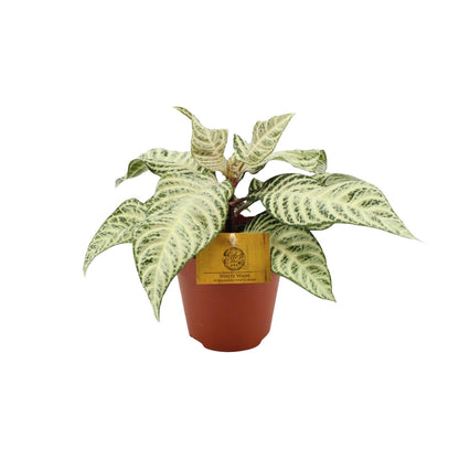 Aphelandra White Wash - Ø25cm - ↕12cm
