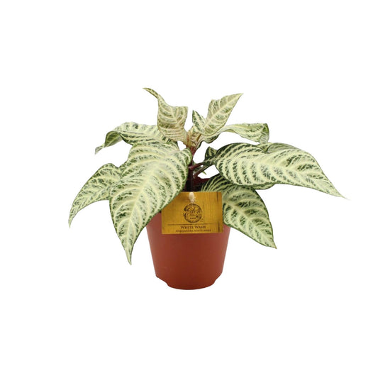 Aphelandra White Wash - Ø25cm - ↕12cm
