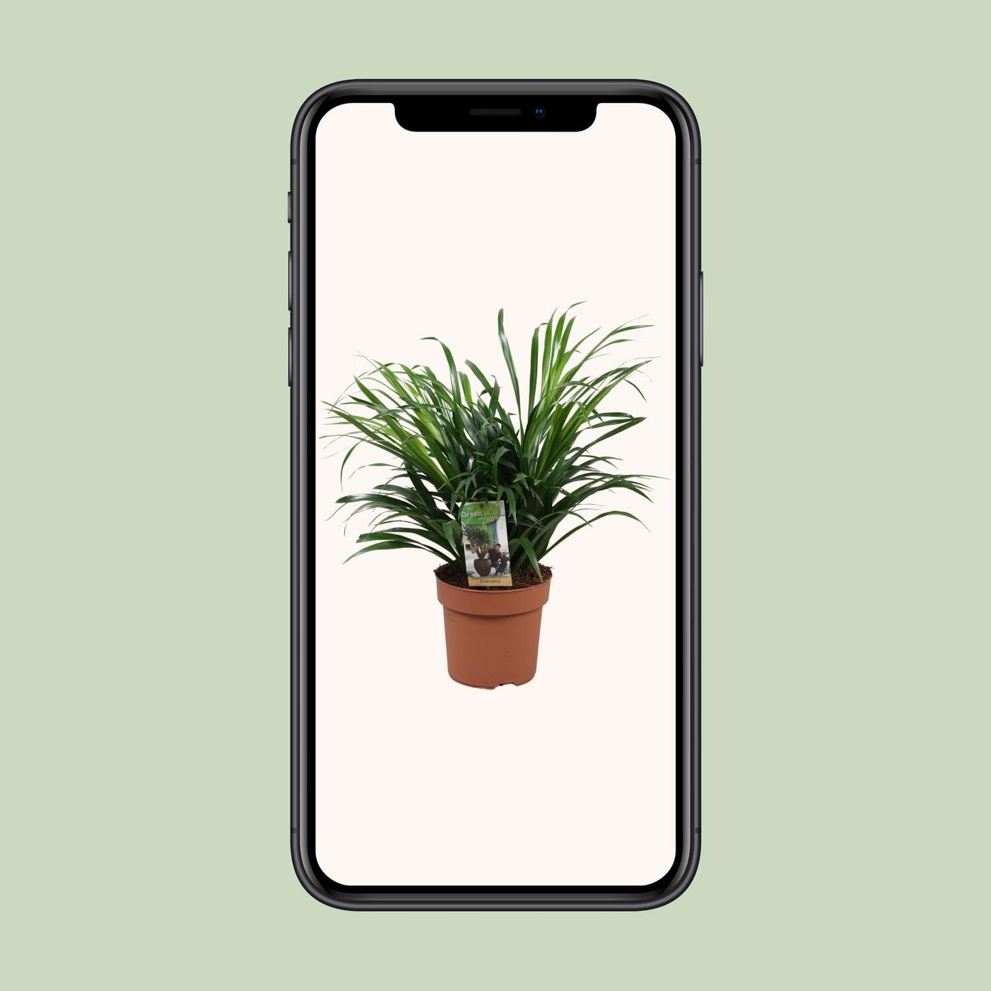 Dracaena Anita - Ø17cm - ↕45cm