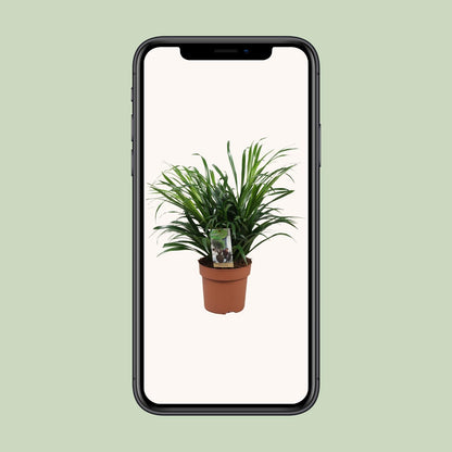 Dracaena Anita - Ø17cm - ↕45cm