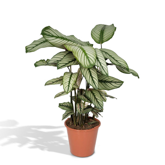 Calathea Whitestar - Pfauenpflanze - Ø19cm - ↕50cm