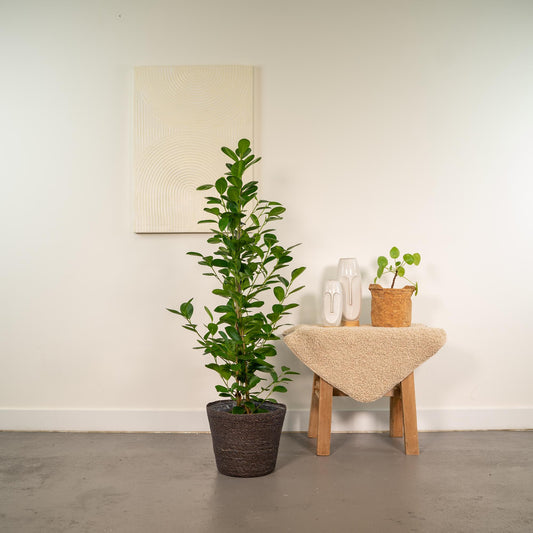 Ficus microcarpa Moclame - Ø21cm - ↕95cm + Korb Igmar