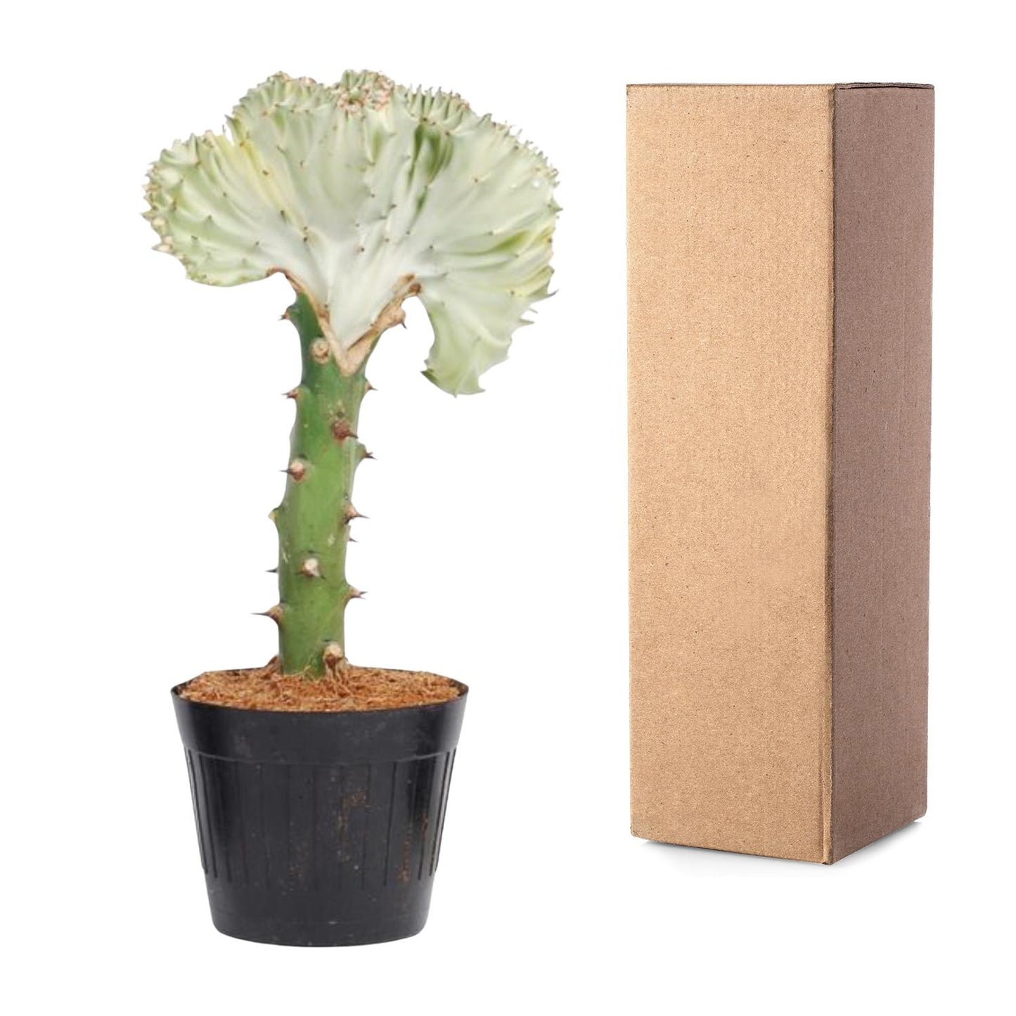 Korallenkaktus 'Cristata' – 30 cm pflegeleichte Sukkulente