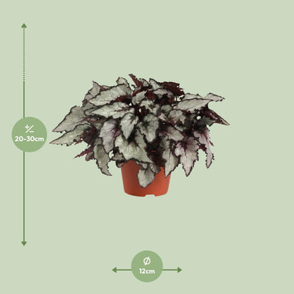 Begonia Rex Coco - Ø12cm - ↕25cm