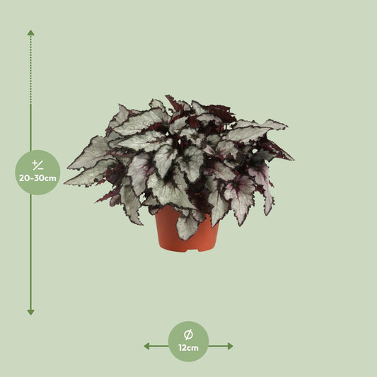 Begonia Rex Coco - Ø12cm - ↕25cm
