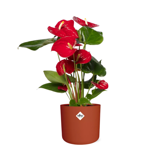 Anthurium Red 12cm in ELHO b.for soft rond 14cm brique