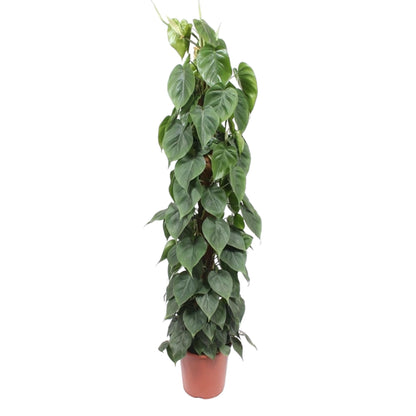 Kletter-Philodendron am Moosstab – 150 cm grüne Zimmerpflanze