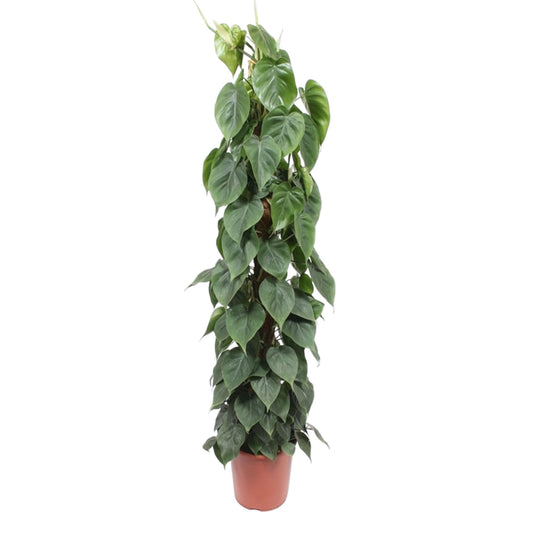 Kletter-Philodendron am Moosstab – 150 cm grüne Zimmerpflanze