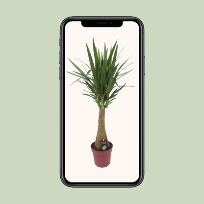Yucca "Maya Tree" 60stam P27 - Ø27cm - ↕110cm