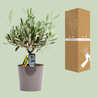 Olea Olijf - Ø16cm - ↕35cm