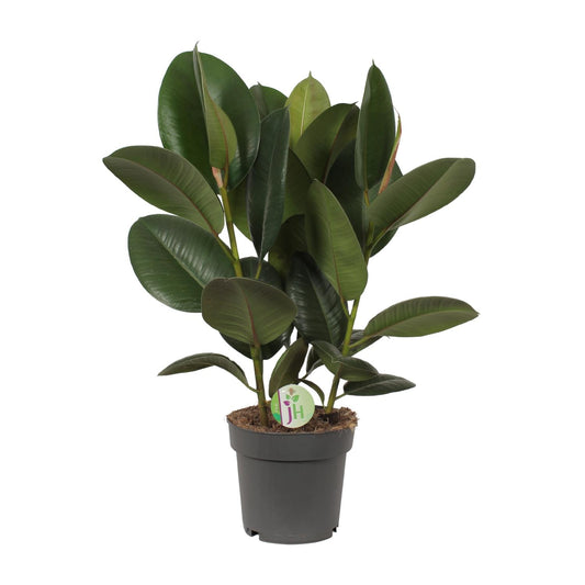 Ficus Robusta - Ø19cm - ↕50cm