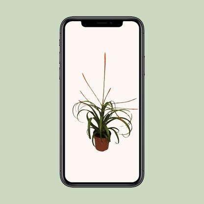Tillandsia Flabelatta - Ø12cm - ↕40cm