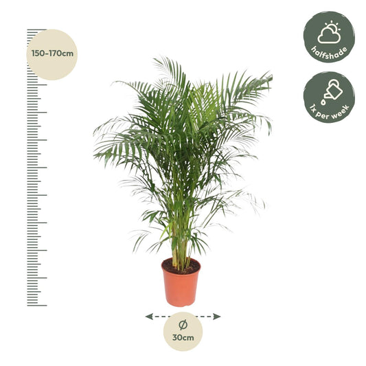 Goldpalme 150 cm – Elegante tropische Zimmerpflanze