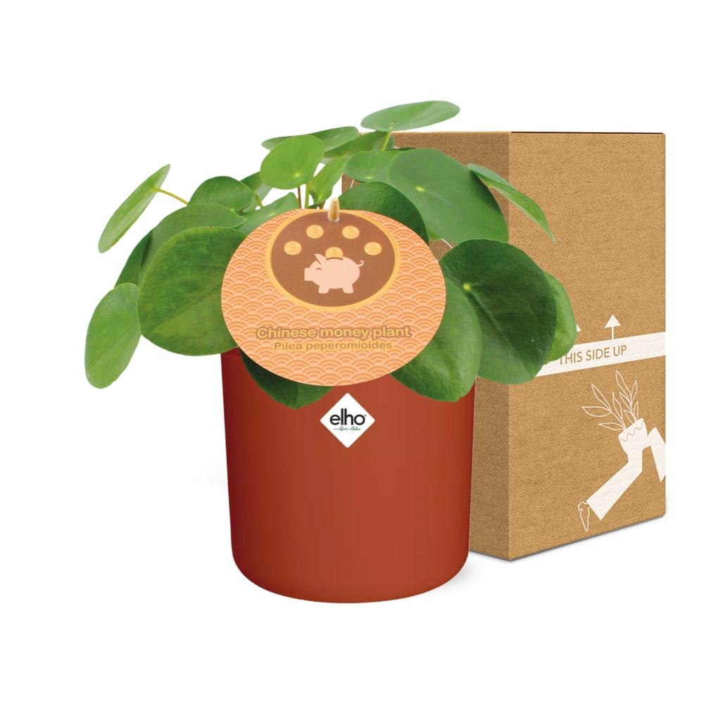 Pilea Peperomioides 12cm in ELHO b.for soft rond 14cm brique