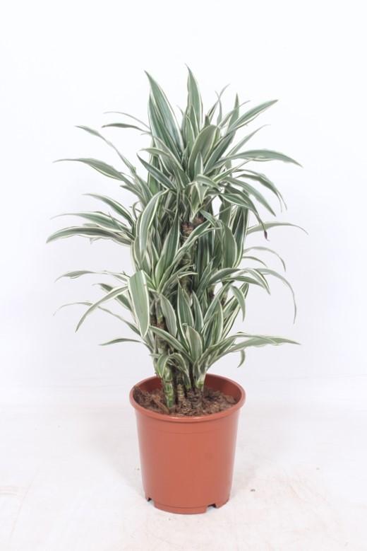 Dracaena White Stripe - Ø24cm - ↕100cm