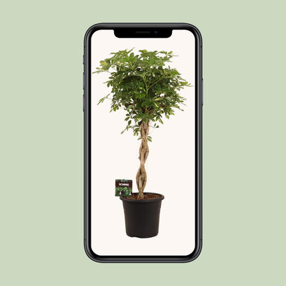 Schefflera Arb. Gold Capella - Ø32cm - ↕130cm