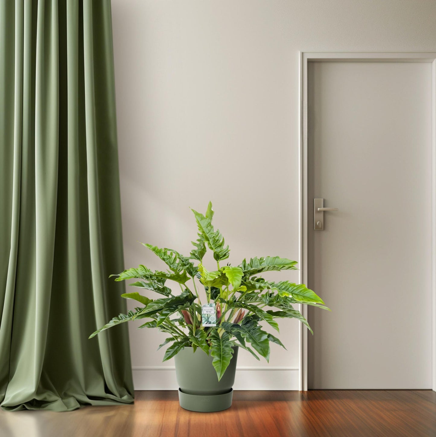 Philodendron Rambo - Ø27cm - ↕65cm