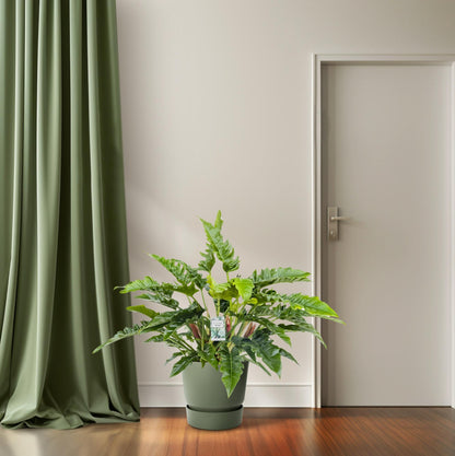 Philodendron Rambo - Ø27cm - ↕65cm