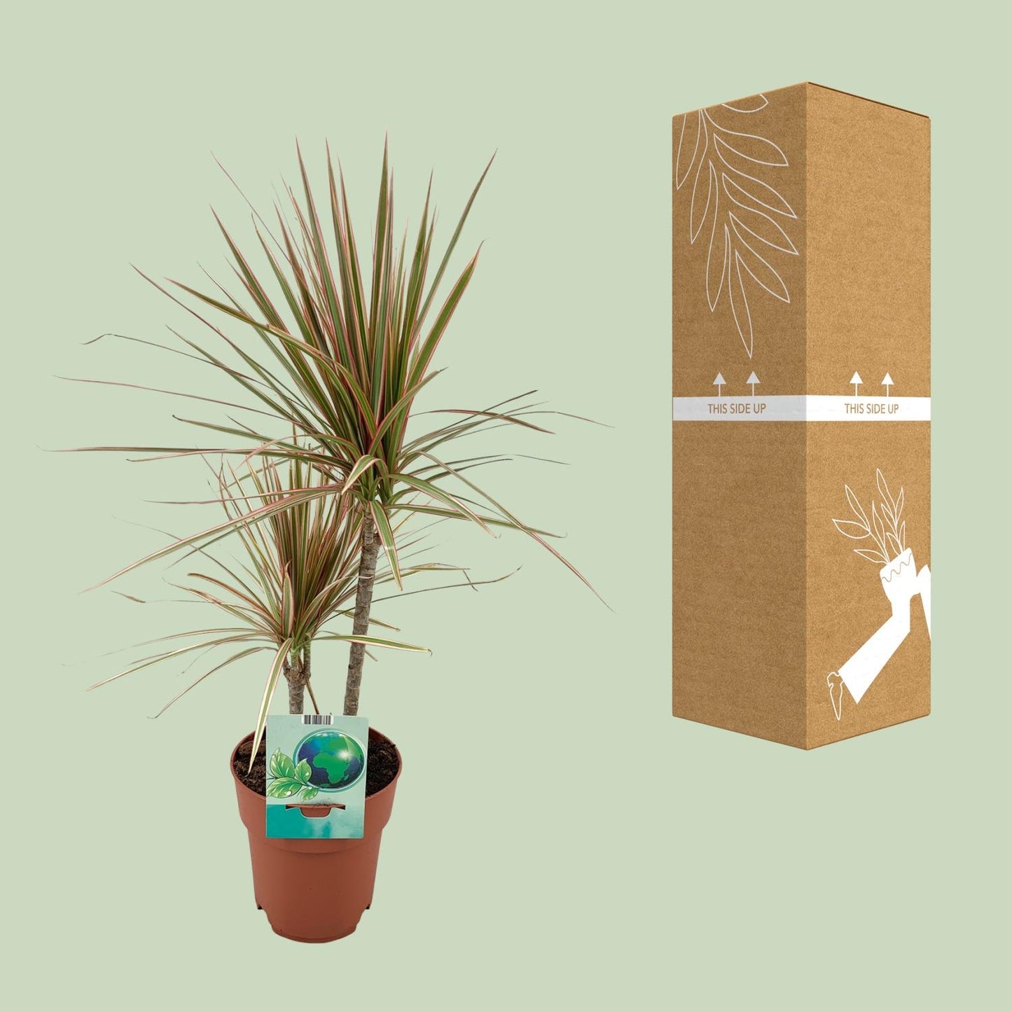 Dracaena Marginata Bicolor - Ø19cm - ↕70cm
