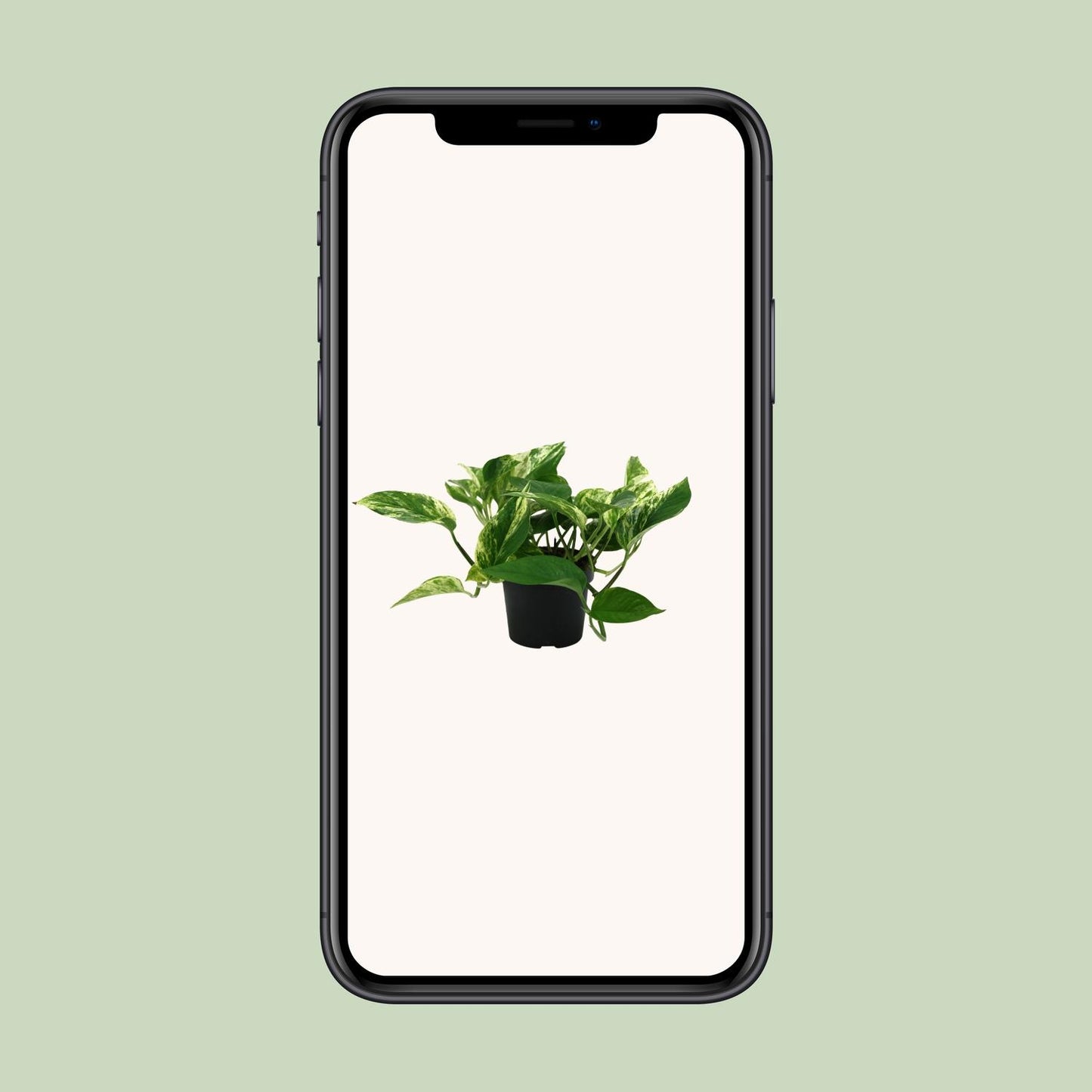 Epipremnum Marble Queen - Ø12cm - ↕25cm