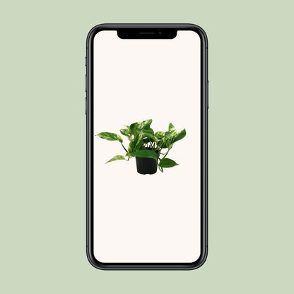 Epipremnum Marble Queen - Ø12cm - ↕25cm