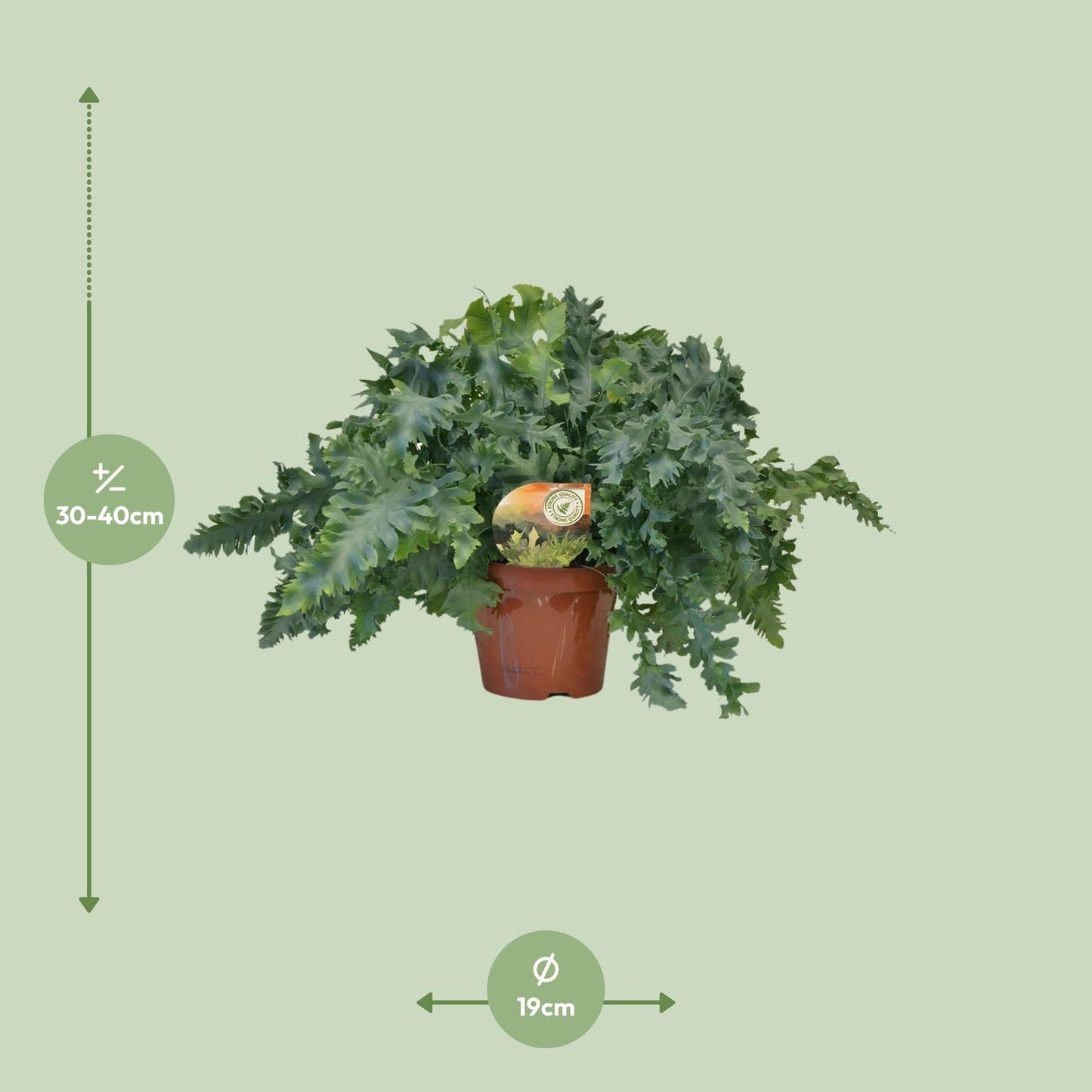 Phlebodium Davana - Ø19cm - ↕40cm