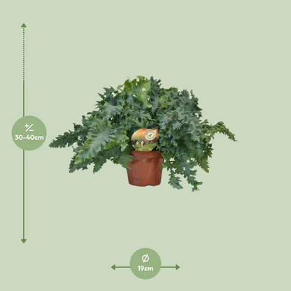 Phlebodium Davana - Ø19cm - ↕40cm