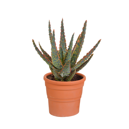 Zebra-Aloe 'Dannyz' im Terrakotta-Topf – Exotische Sukkulente