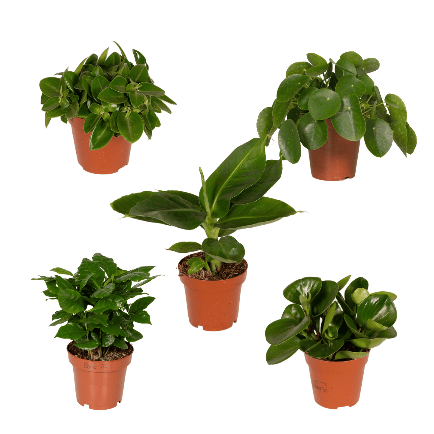 Überraschungsbox - Ø12cm - ↕25cm - x5
