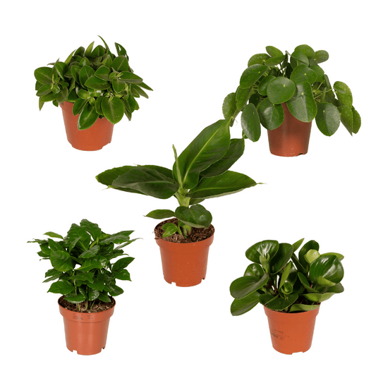 Überraschungsbox - Ø12cm - ↕25cm - x5