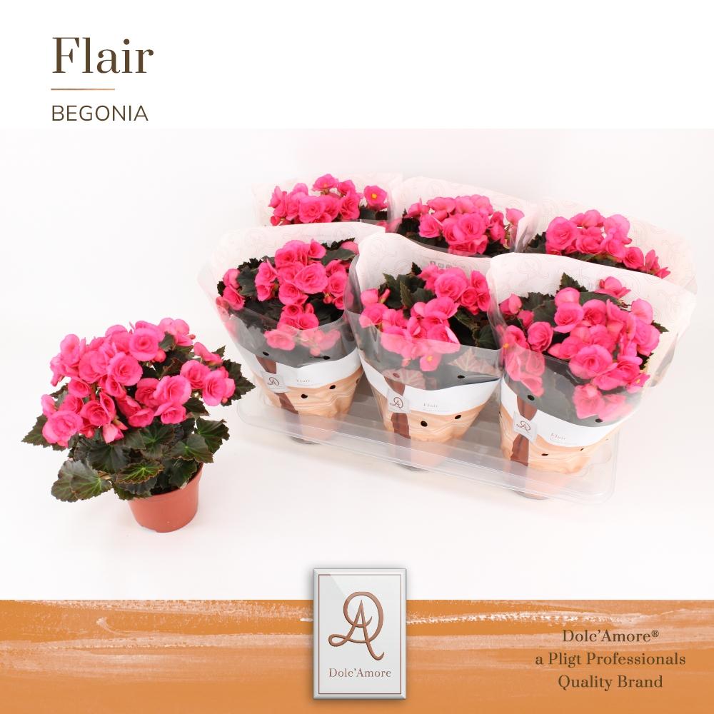 Begonia Adonia P14 Dolc'Amore® Flair - Ø14cm - ↕31cm