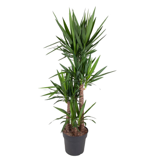 Yucca Palme 180 cm – Elefantenfuß im stilvollen Topf