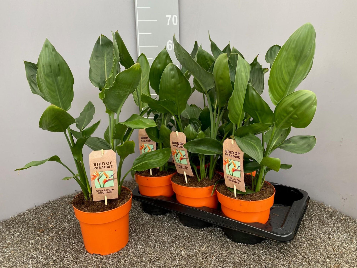 Strelitzia Reginae P17 - Ø17cm - ↕50cm