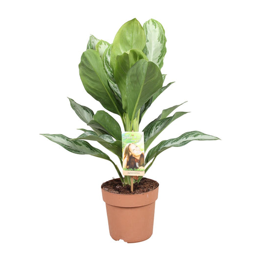 Aglaonema Silver Bay - Chinesisches Immergrün - Ø17cm - ↕55cm
