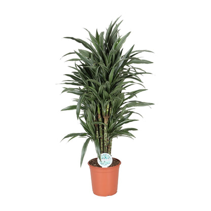 Dracaena Deremensis Warneckei - Ø24cm - ↕120cm