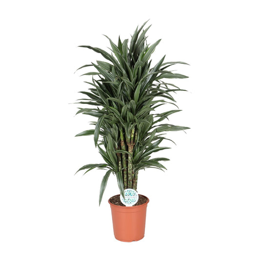 Dracaena Deremensis Warneckei - Ø24cm - ↕120cm