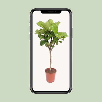 Ficus Lyrata - Ø27cm - ↕120cm