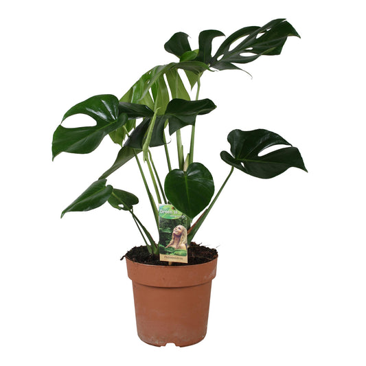 Monstera Deliciosa - Ø21cm - ↕55cm