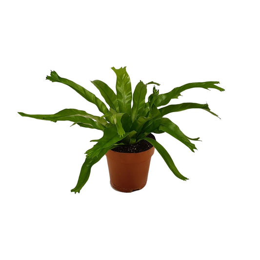 Asplenium Crissie - Ø12cm - ↕30cm